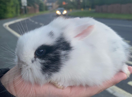 1 month old
