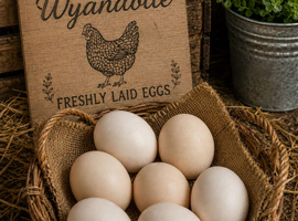 Pure breed Silver laced wynadotte hatching eggs