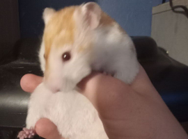 I have 1 Syrian hamster
