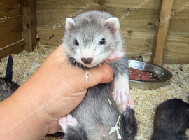 Jill&rsquo;s looking for loving home