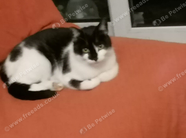 Black and white cat
