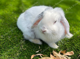 Mini lop female