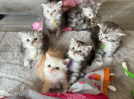 Stunning Maine coons available nov/dec