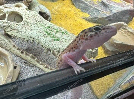 2 x leopard geckos and enclosure