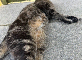 9 year old male cat
