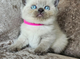 5 pedigree British blue shorthairs kittens