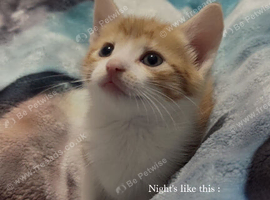 Boy kitten