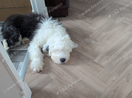 Old English Sheepdog pup.