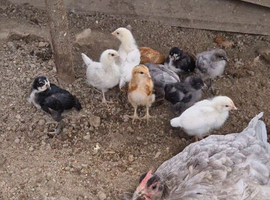 10 Chicks and mum for sale