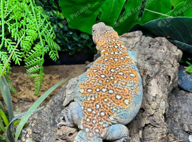 Ocellated Uromastyx at Birmingham Reptiles