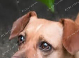 Lost/ Missing Female Jack Russell Cross
