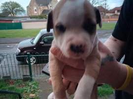 12 week old puppy