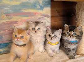 Beautiful Scottish straight kittens