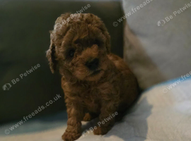 Small toy x Asian poodle puppies