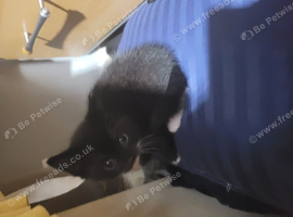 8 kittens