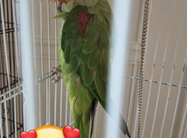 Alexdarine parrot