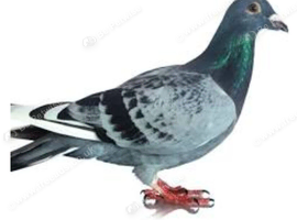 Racing pigeons for sale.