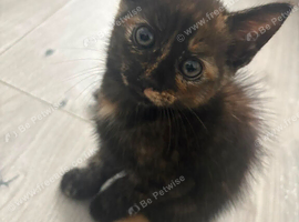 X 3 kittens