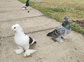 Pigeons for sale