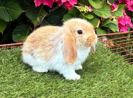 Pure bred mini lop baby rabbit.