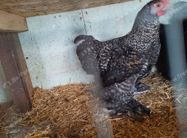 Pair young black pekins