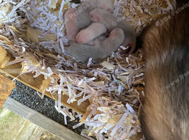 Polecat x frank (sandy/white) ferret kits