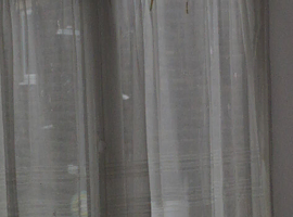 Cockatiel Pair and lovebird Pair