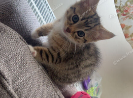 8 week old kitten ready now