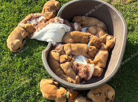 F1 Labrador x Hungarian Vizsla Puppies