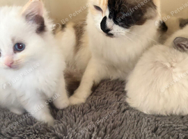 Ragdoll kittens