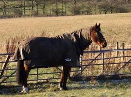 Handsome 16hh TB