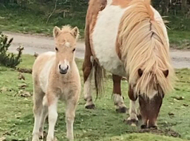 SPSBS Palomino and White colt