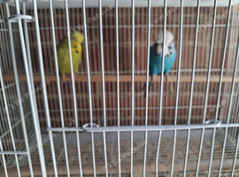 breeding pair of exhibition budgies