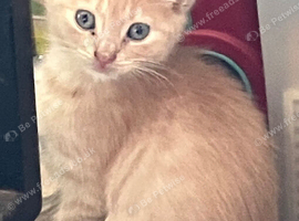 Beautiful female kittens