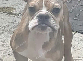8 month old girl