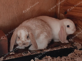 Dwarf lop baby rabbits