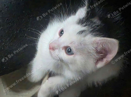 3 beautiful kitten ready to go to forever home