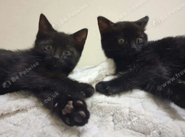 2 x male black tabby kittens
