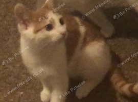 male Kitten