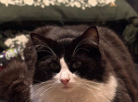 Maine Coone X Ragdoll Polydactyl Male