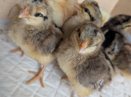 Sold - day old cream Legbar and olive egger hybrids