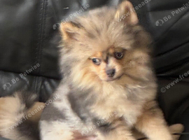 Male Pomeranian 6 months
