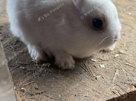 2 baby boy netherland dwarf