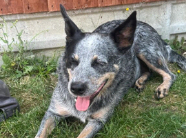 2 Beautiful Australian Cattle Dogs(1Male/1 Female)