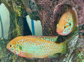 Jewel Cichlid's X2 Pair