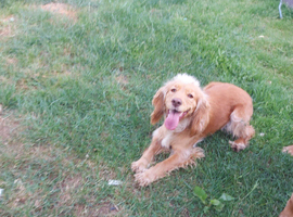 Cocker spaniel