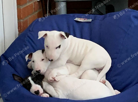 English bull terrier puppies