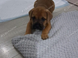 Male Mixed breed puppy for sale in oxford
