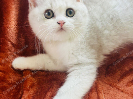 Stunning Male Kitten
