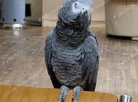 African grey female